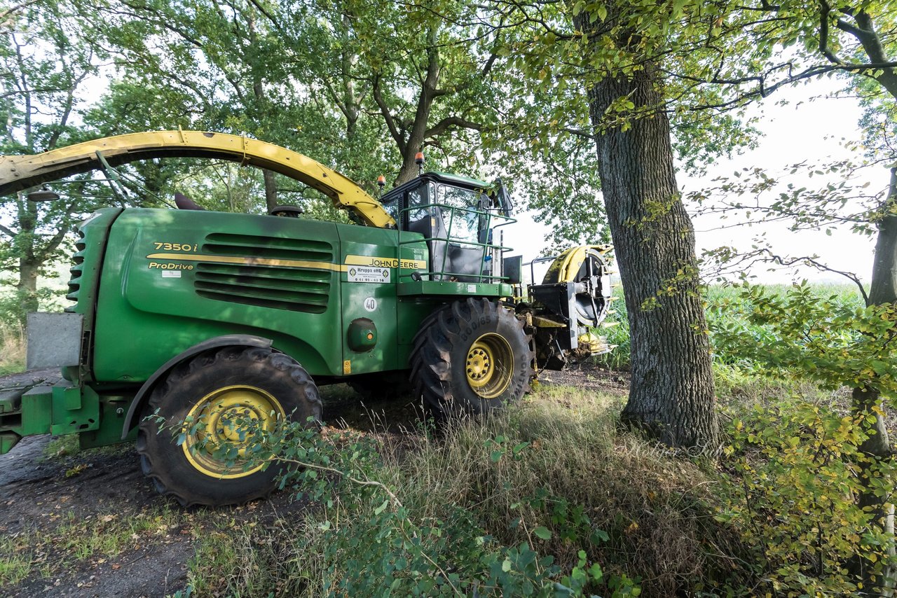 Bild 183 - Maisernte